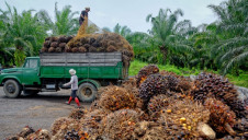 Commodities covered by the coalition include palm oil (pictured), soy and forest products like wood and paper